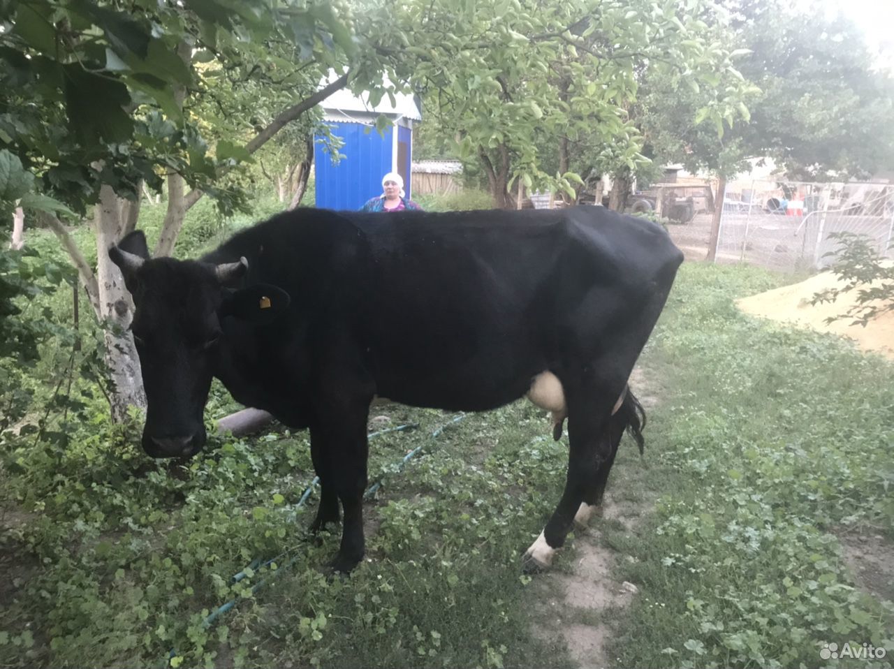 Продаются высокоудойная корова и телка купить на Зозу.ру - фотография № 1