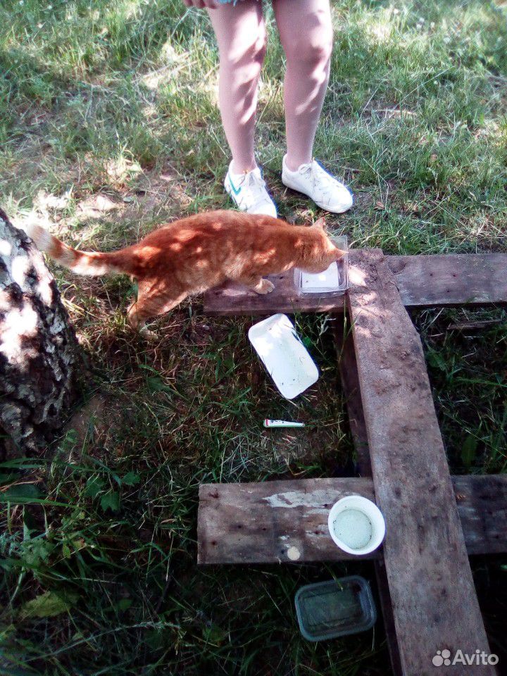 Кот Тишка ищет мампап купить на Зозу.ру - фотография № 3