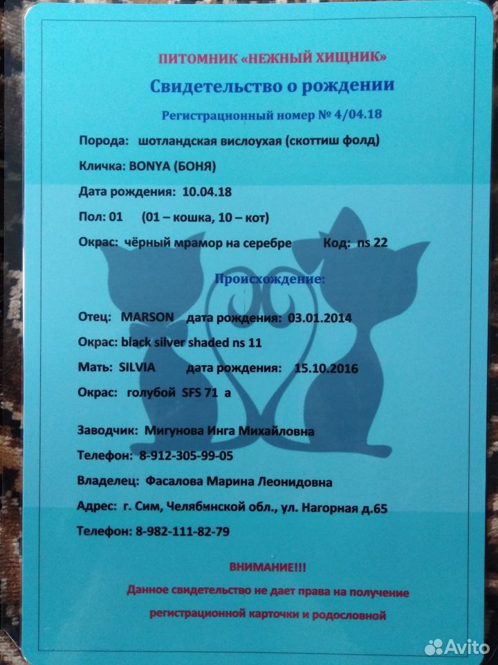 Продаются котята купить на Зозу.ру - фотография № 4