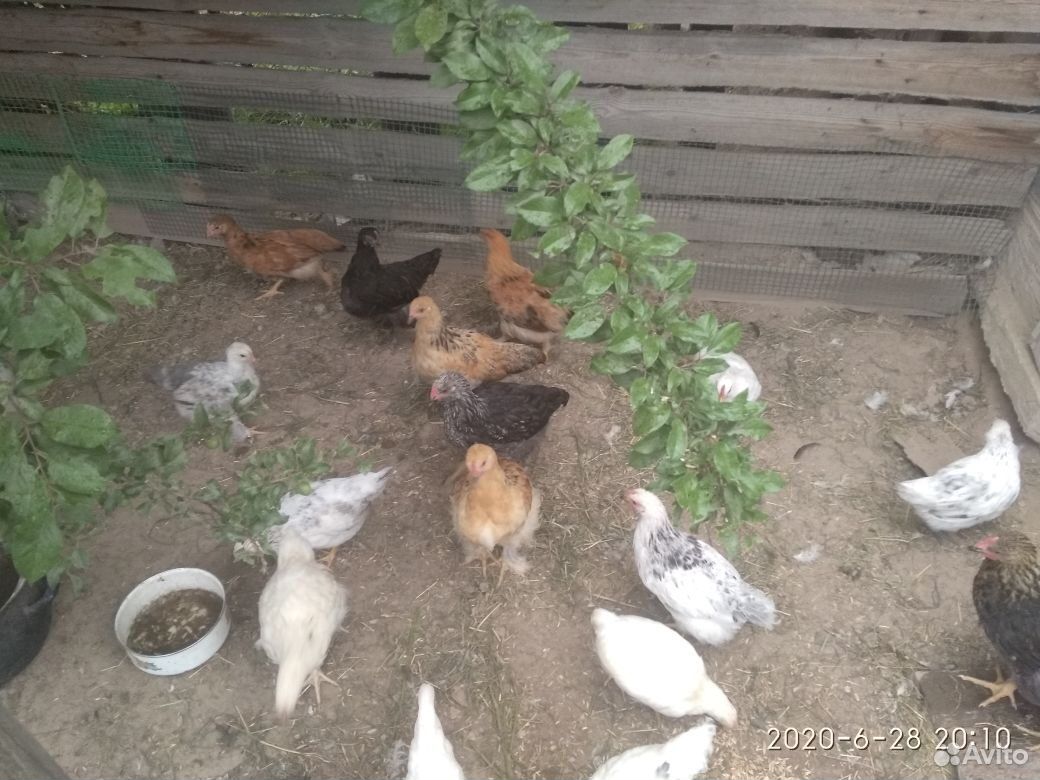 Цыплята домашние(подрощенные) купить на Зозу.ру - фотография № 2