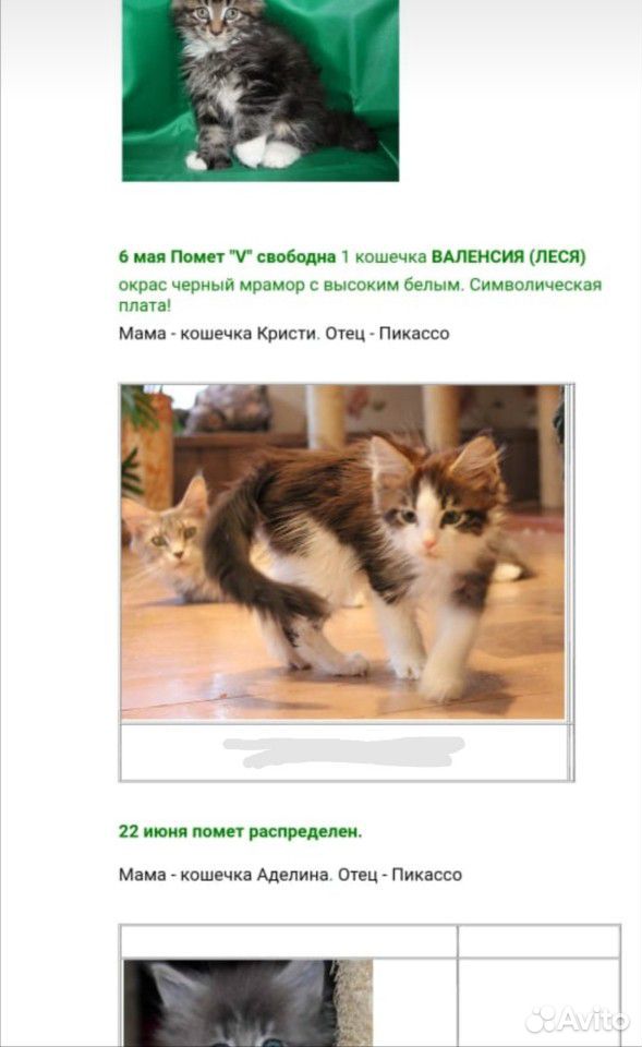 В добрые руки кошка Мейн-Кун купить на Зозу.ру - фотография № 6