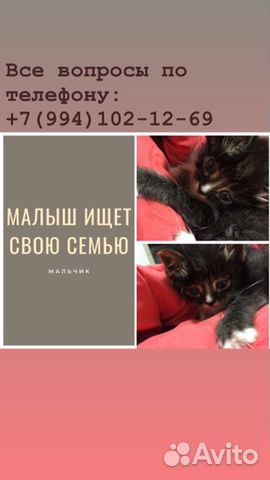Малыш котёнок купить на Зозу.ру - фотография № 1