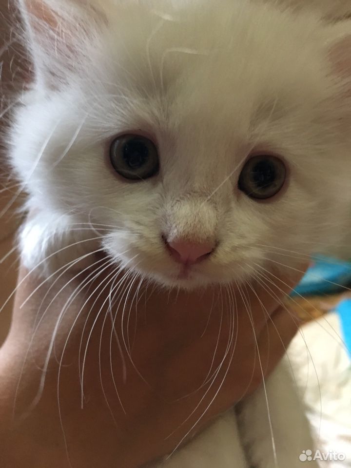 Белые пушистые котята 2 месяца купить на Зозу.ру - фотография № 4