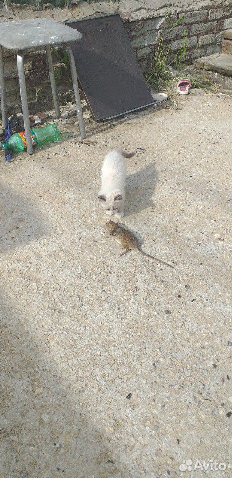 Котята, от мамы крысыловки купить на Зозу.ру - фотография № 3