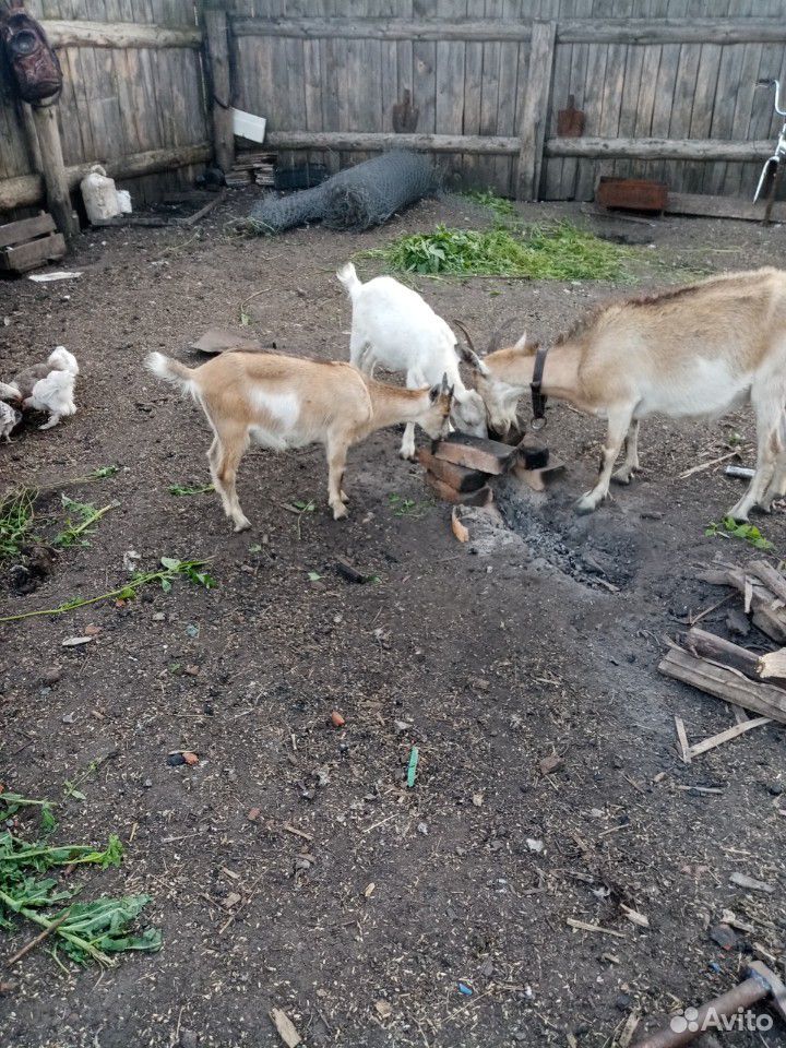 Коза с двумя козлятами купить на Зозу.ру - фотография № 1