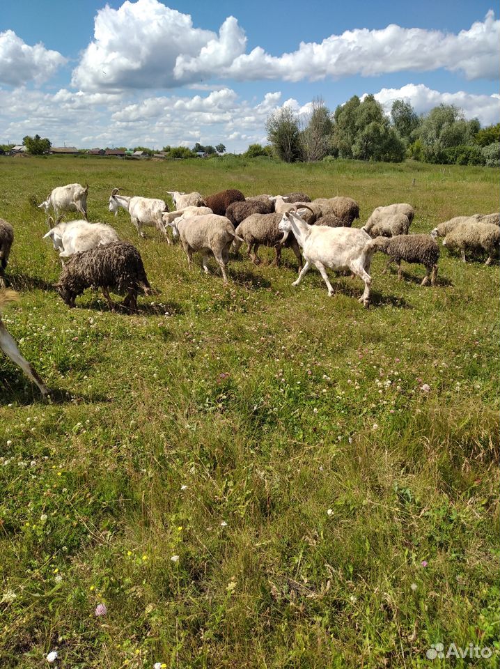 Продаем хороших коз купить на Зозу.ру - фотография № 8