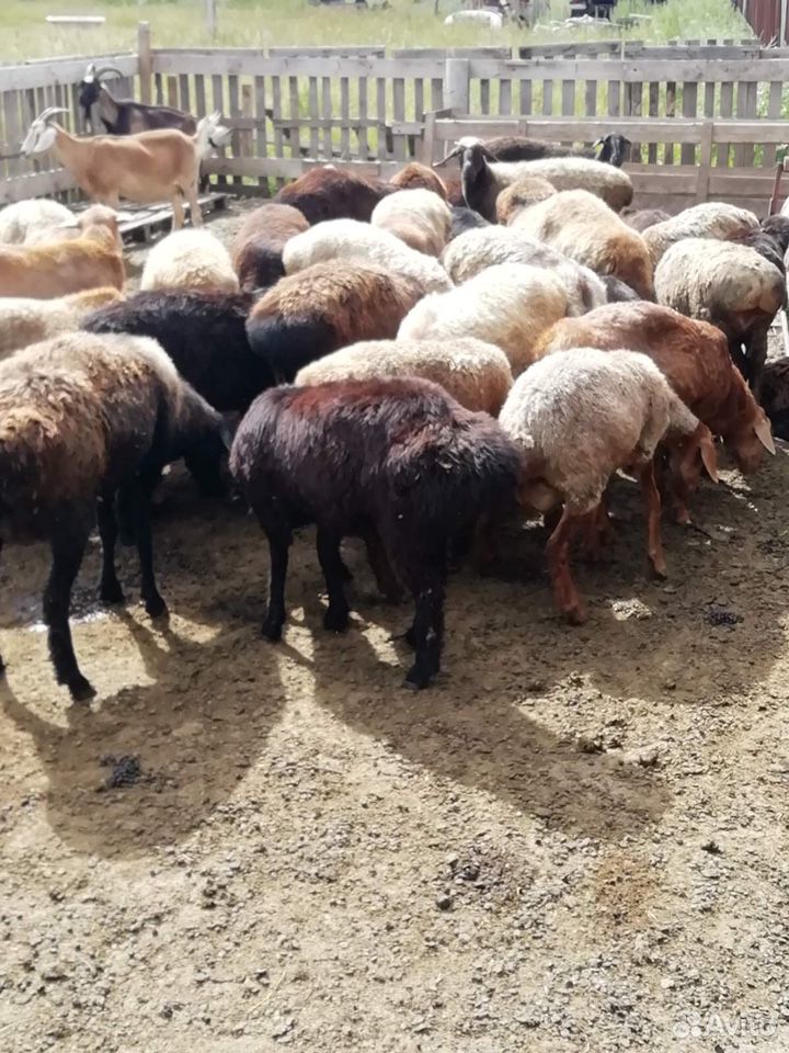 Бараны овцы оптом купить на Зозу.ру - фотография № 2