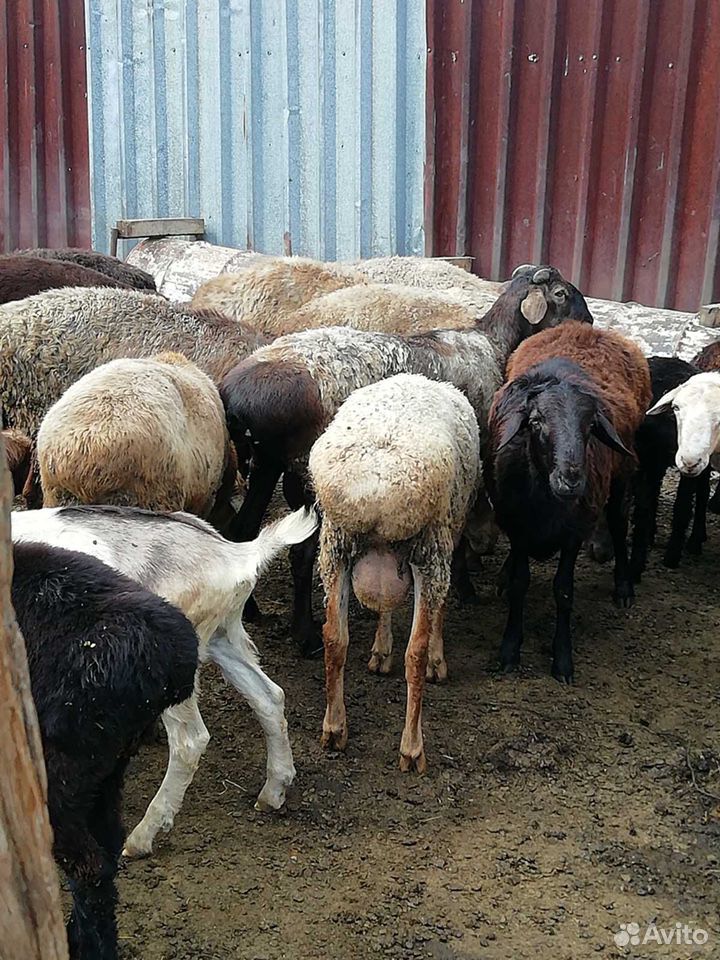 Бараны овцы оптом купить на Зозу.ру - фотография № 4