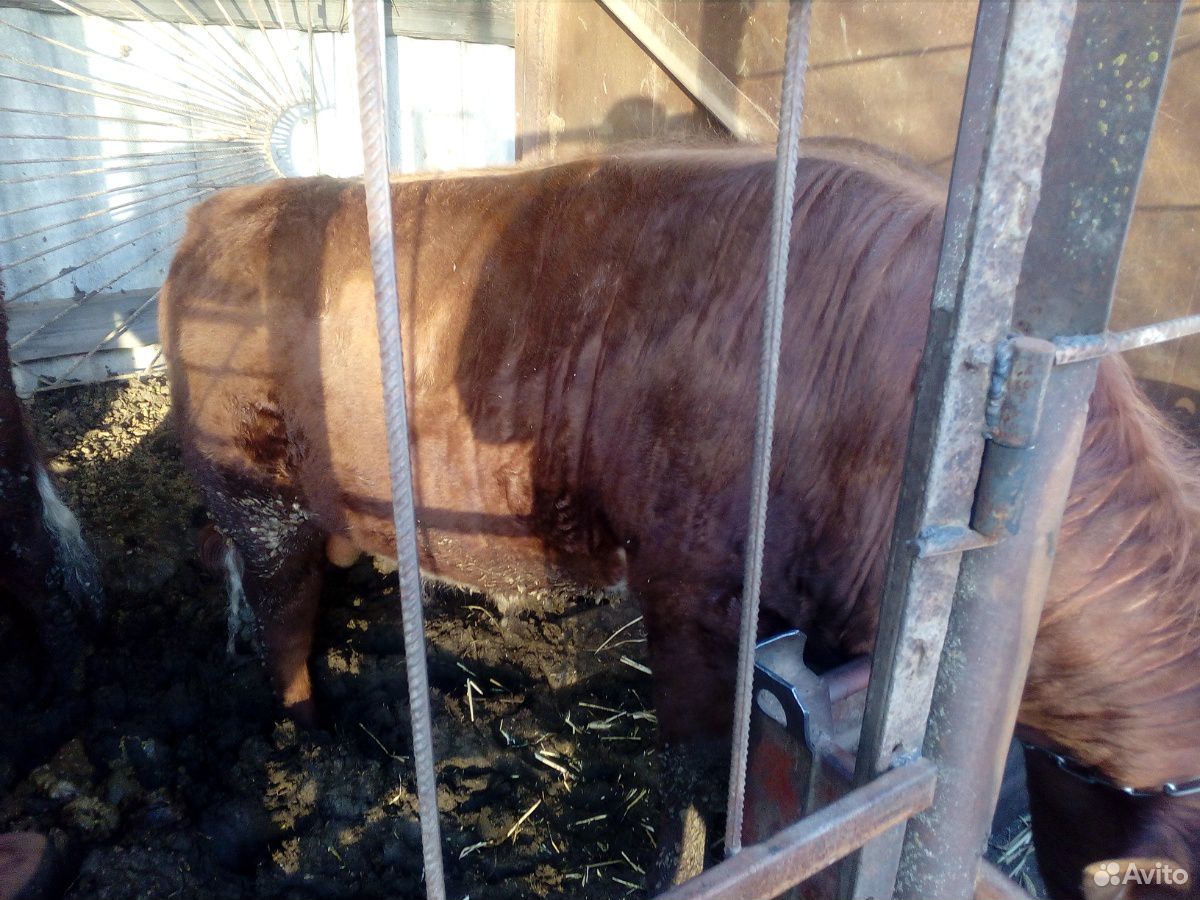 Сдам быка с откорма. живым весом 150, мясом 270 купить на Зозу.ру - фотография № 3