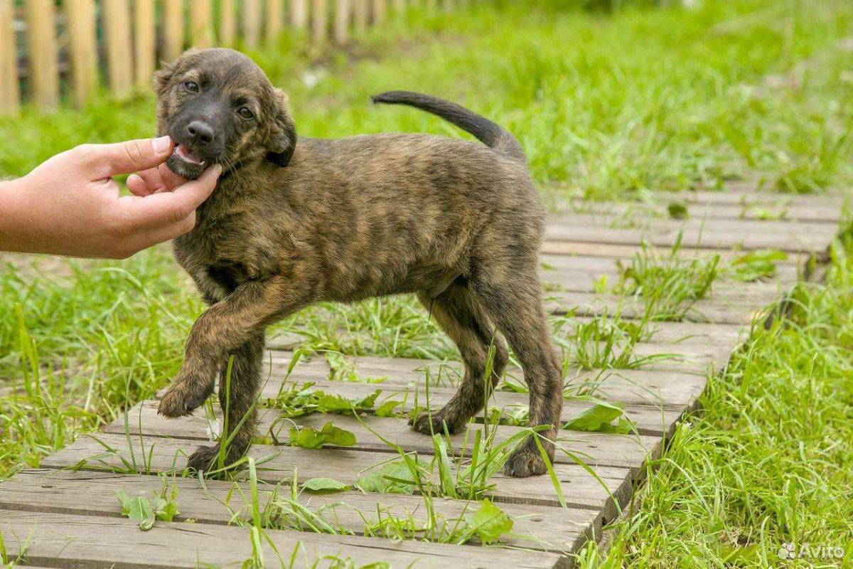 Собачка Атика 3 месяца, привита купить на Зозу.ру - фотография № 2