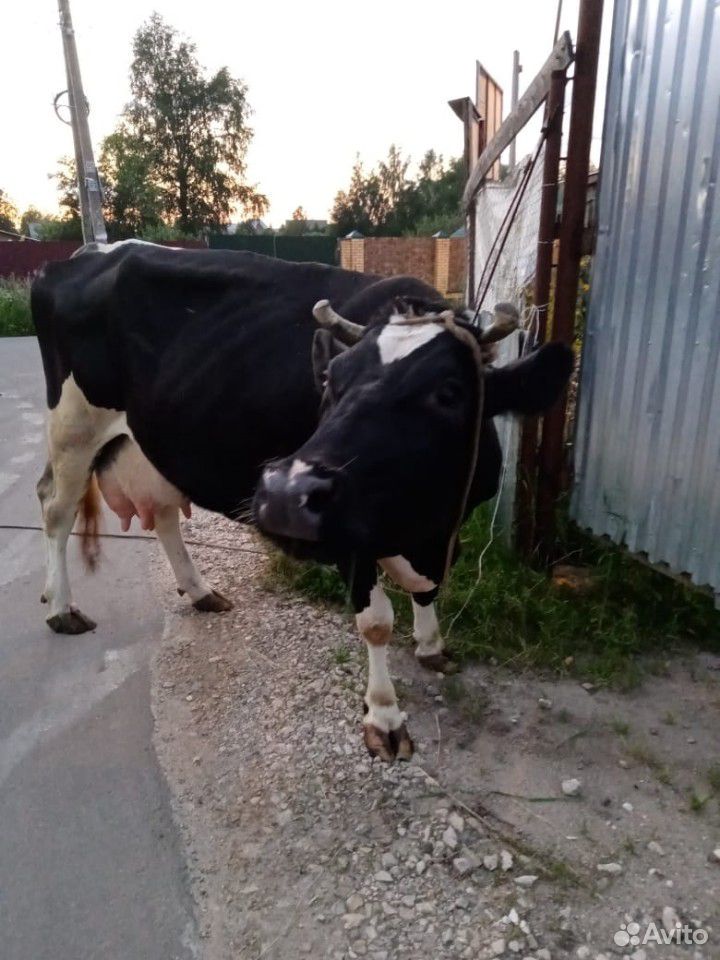 Корова телка купить на Зозу.ру - фотография № 3
