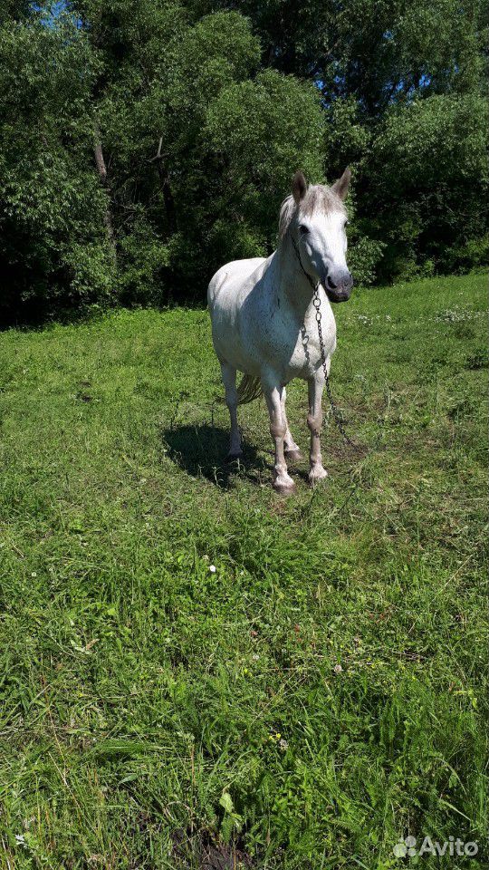 Продается лошадь купить на Зозу.ру - фотография № 2