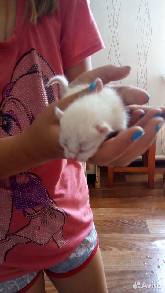 Отдам котят в хорошие руки купить на Зозу.ру - фотография № 2