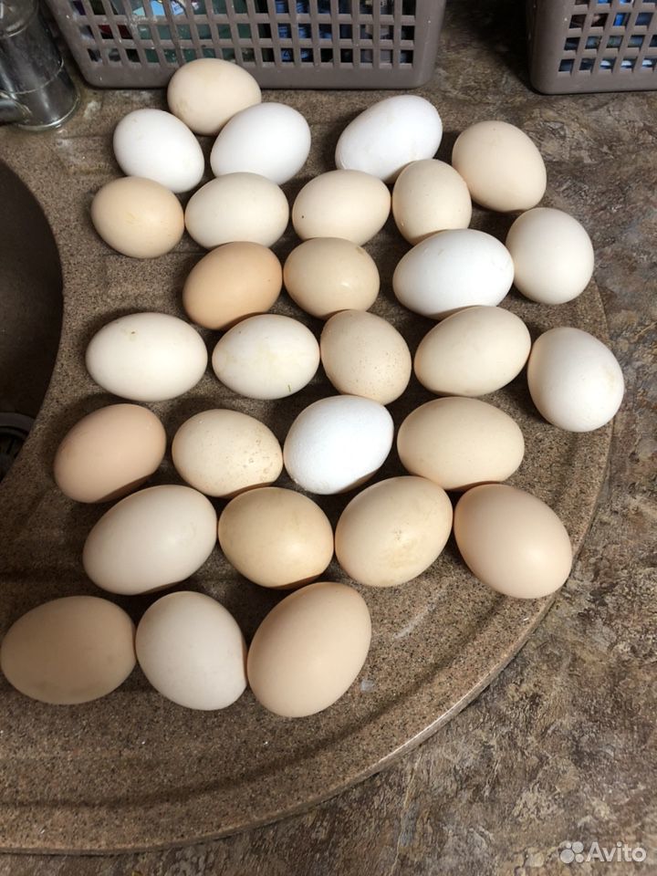 Яйца инкубационные (куриные, мускусной утки) купить на Зозу.ру - фотография № 1