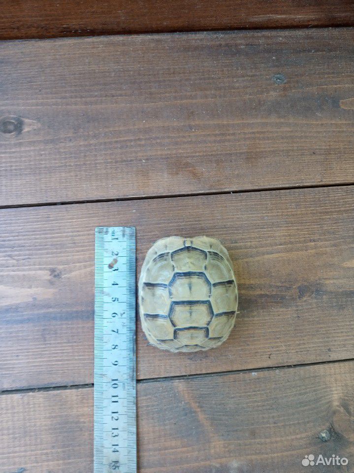 Черепаха сухопутная маленькая купить на Зозу.ру - фотография № 2