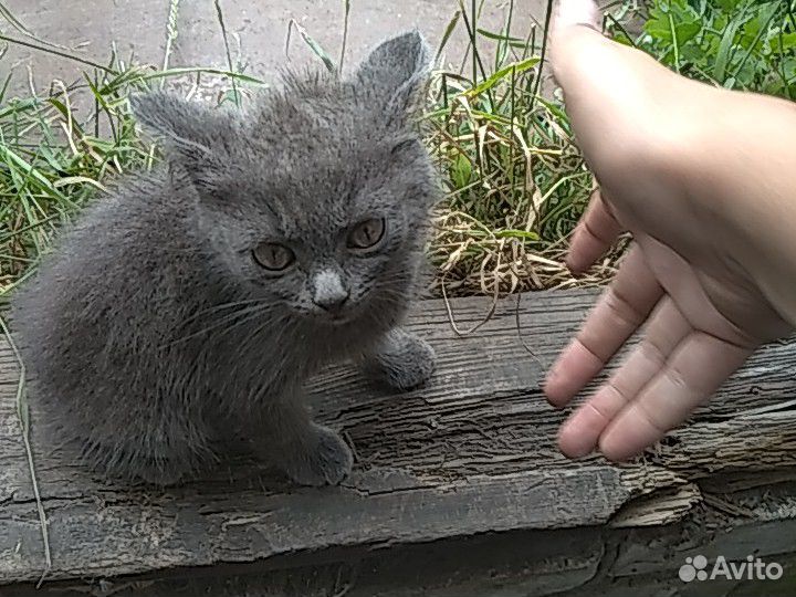 Британский котенок(Есть самка и самец) купить на Зозу.ру - фотография № 1