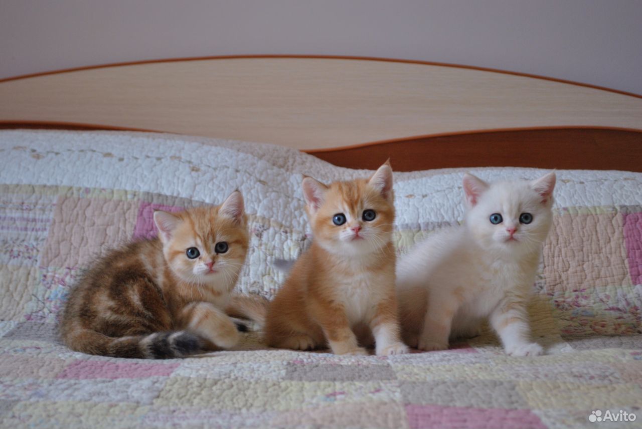 Великолепные котята британской шиншиллы купить на Зозу.ру - фотография № 1