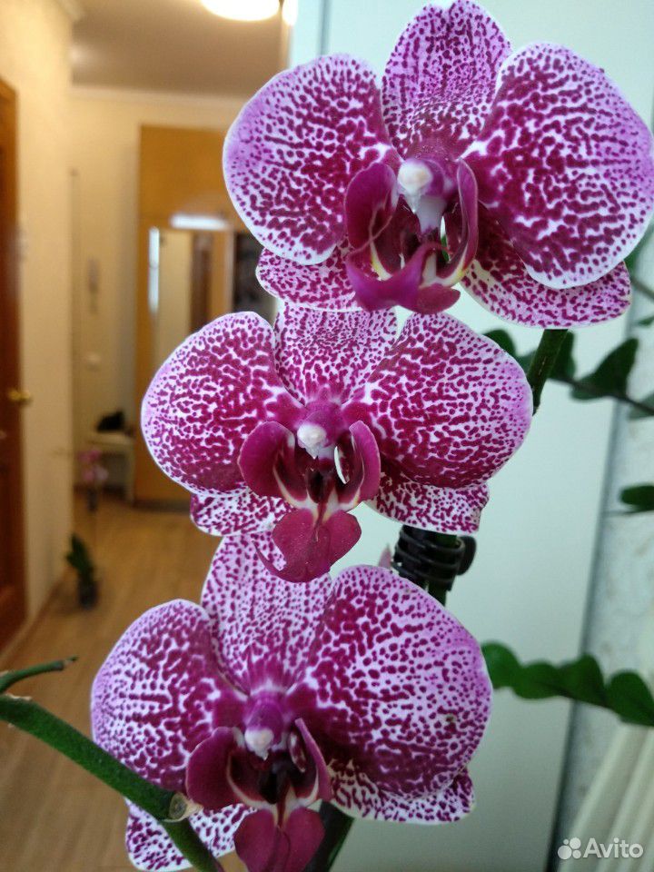 Фаленопсис орхидея сортовые купить на Зозу.ру - фотография № 4