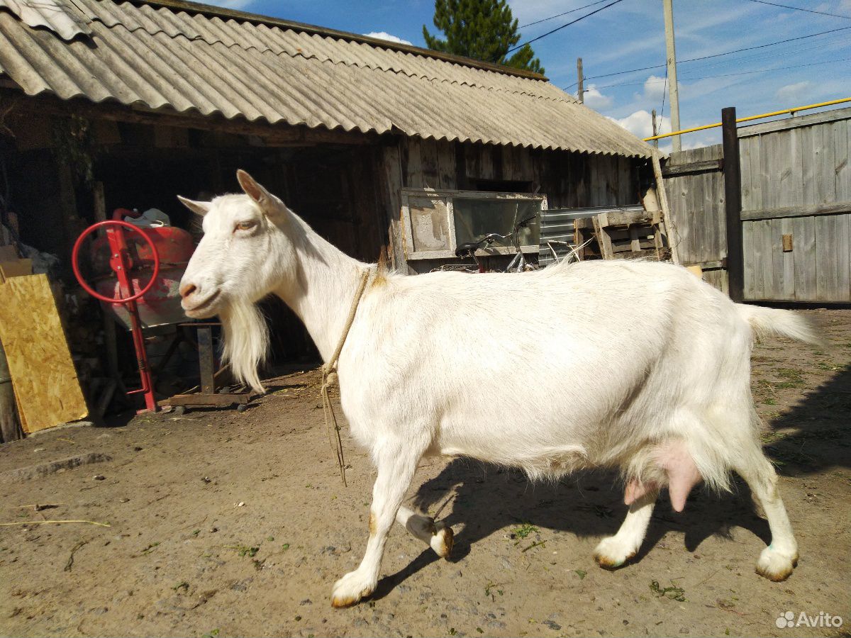 Коза зааненской молочной породы купить на Зозу.ру - фотография № 1