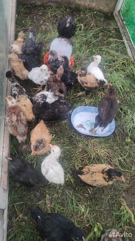 Цыплята 1-2 месячные купить на Зозу.ру - фотография № 1