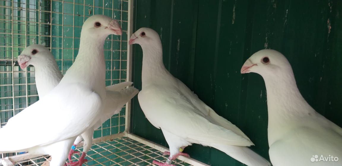 Белые голуби купить на Зозу.ру - фотография № 1