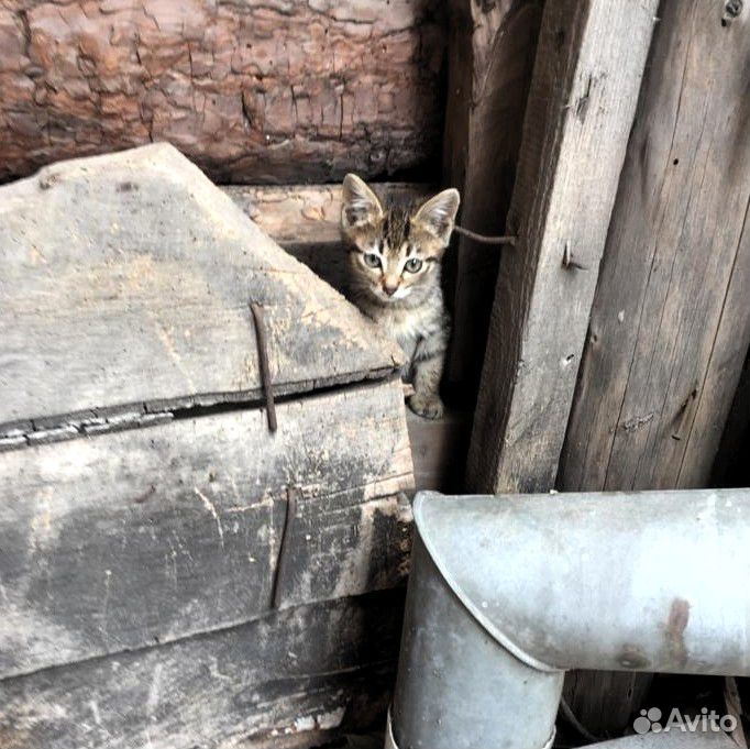 Очаровательные котята в добрые руки купить на Зозу.ру - фотография № 8