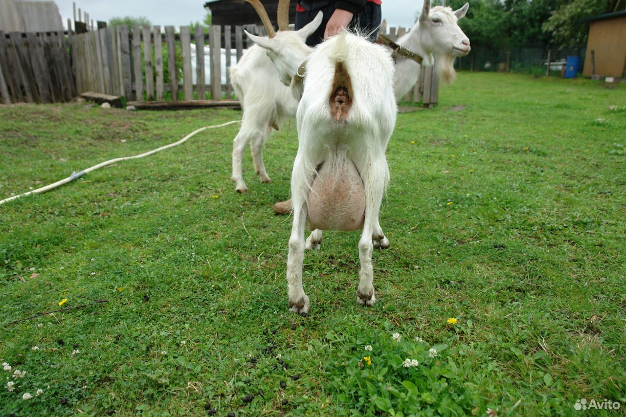 Зааненские козы дойные купить на Зозу.ру - фотография № 2