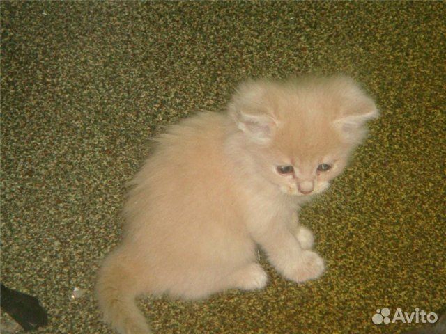 Прелестные котята купить на Зозу.ру - фотография № 1