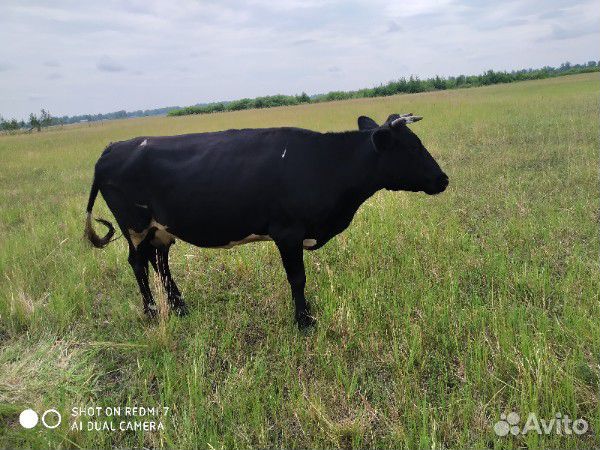 Продам корову и быка купить на Зозу.ру - фотография № 4
