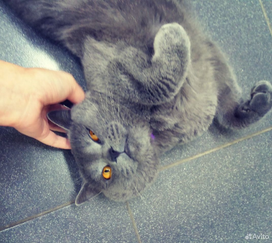 Ищет дом британский кот бесплатно В добрые руки купить на Зозу.ру - фотография № 1