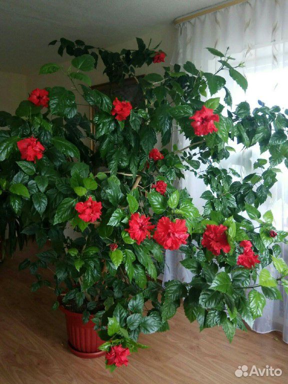 Китайская роза купить на Зозу.ру - фотография № 2
