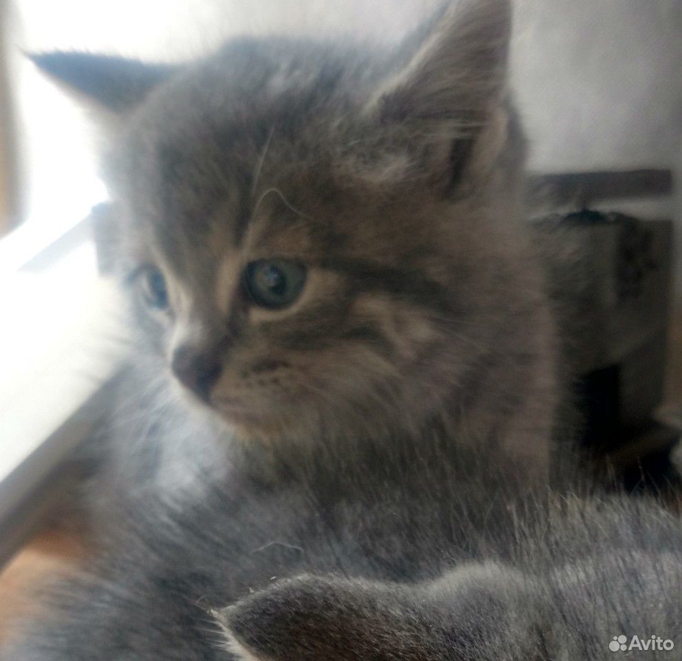 Красивые котята в добрые руки купить на Зозу.ру - фотография № 7