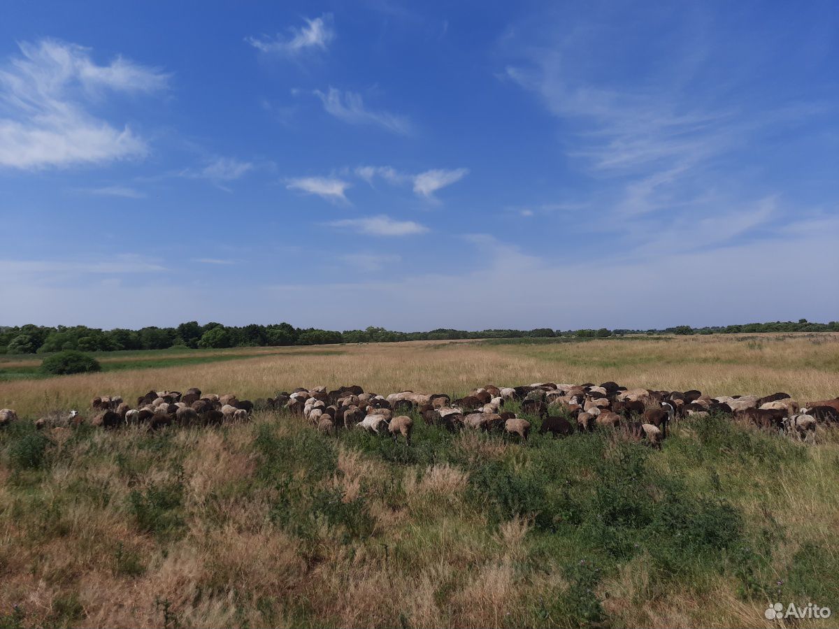 Овце матки, скотные купить на Зозу.ру - фотография № 2