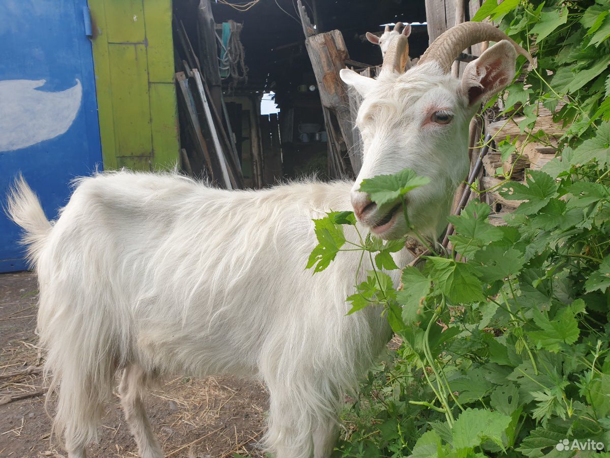 Молодые дойные козы мегрельской породы купить на Зозу.ру - фотография № 7