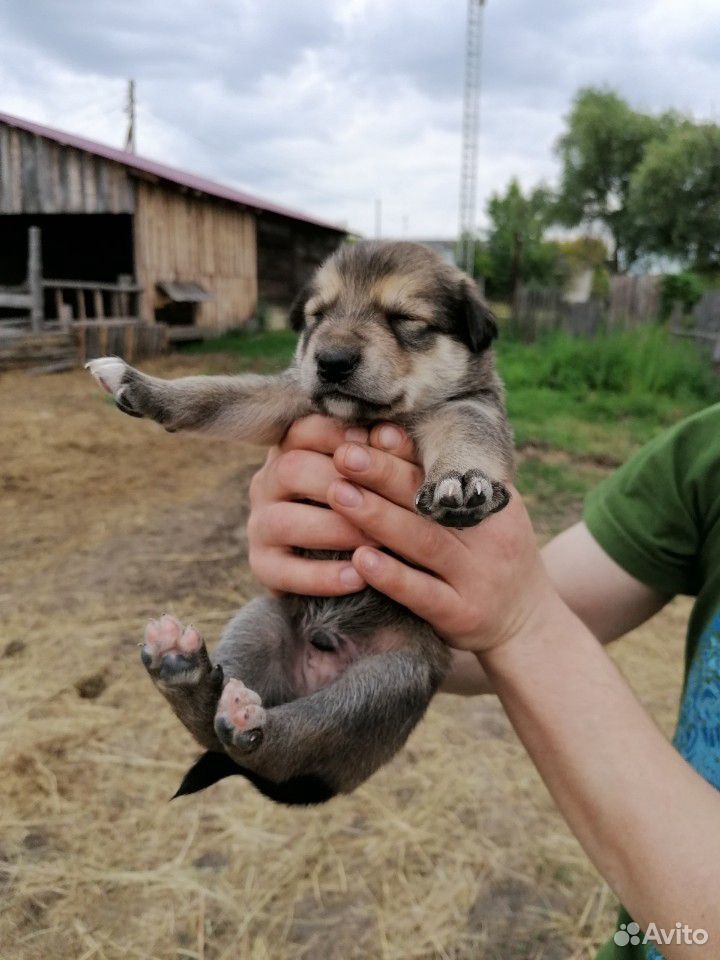 Продам щенят-лайки купить на Зозу.ру - фотография № 2
