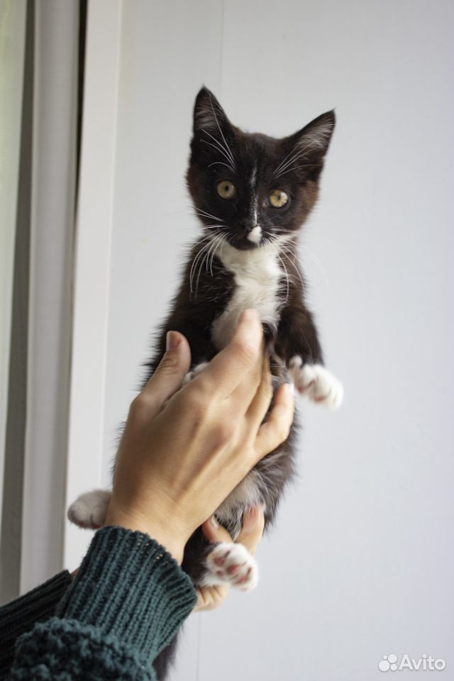 Котёнок-девочка Орео, 3 месяца купить на Зозу.ру - фотография № 2