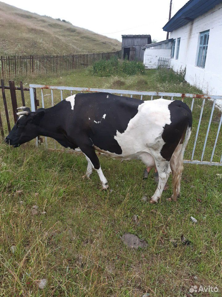Коровы,бычки купить на Зозу.ру - фотография № 3