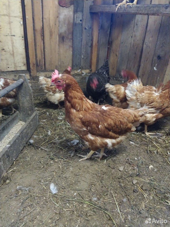 Цыплята (несушки) куры-петухи купить на Зозу.ру - фотография № 7
