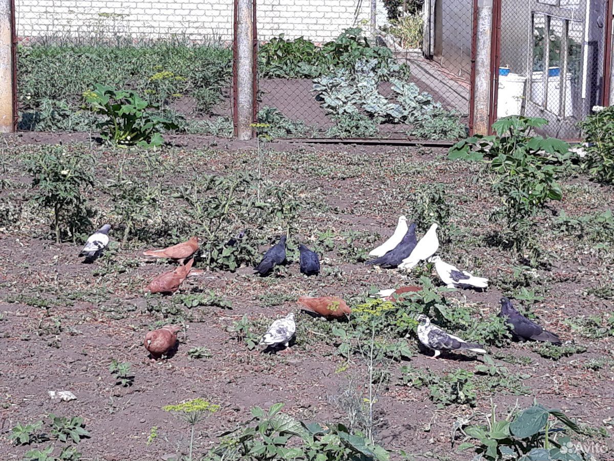 Кролики и голуби купить на Зозу.ру - фотография № 2