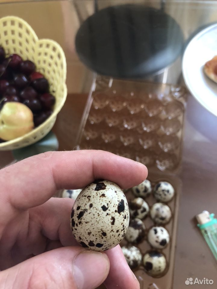 Яйца Перепелки купить на Зозу.ру - фотография № 2