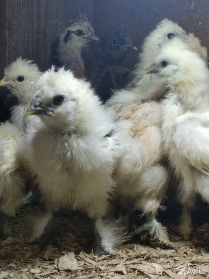 Цыплята месячные купить на Зозу.ру - фотография № 3