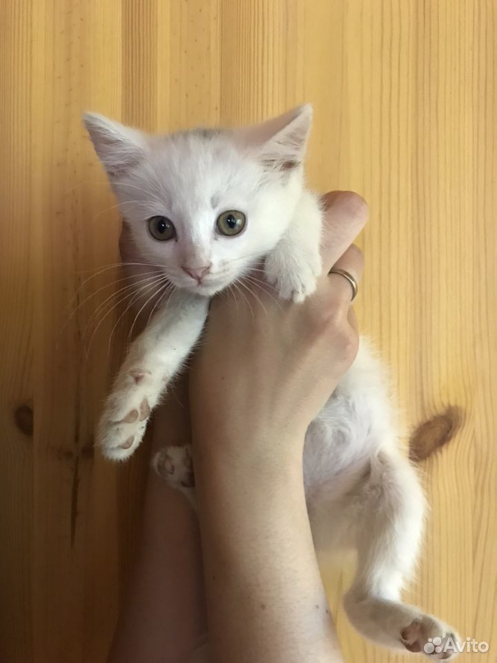 Белый котёнок 2 месяца, девочка купить на Зозу.ру - фотография № 2