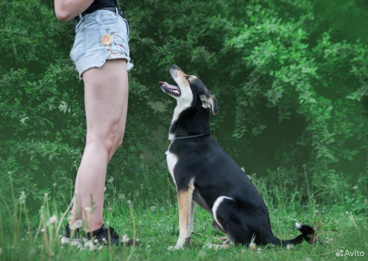 Барни-собака-компаньон, всего 1,5 года купить на Зозу.ру - фотография № 3