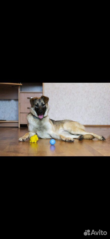 Собака Герда купить на Зозу.ру - фотография № 3