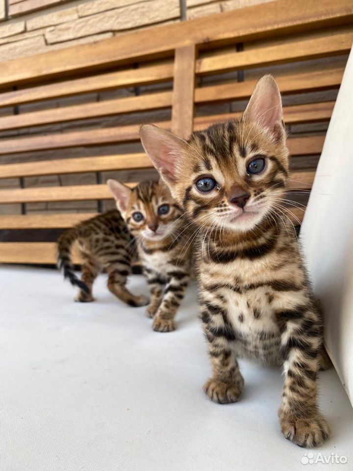 Бенгальские котята леопардики купить на Зозу.ру - фотография № 2