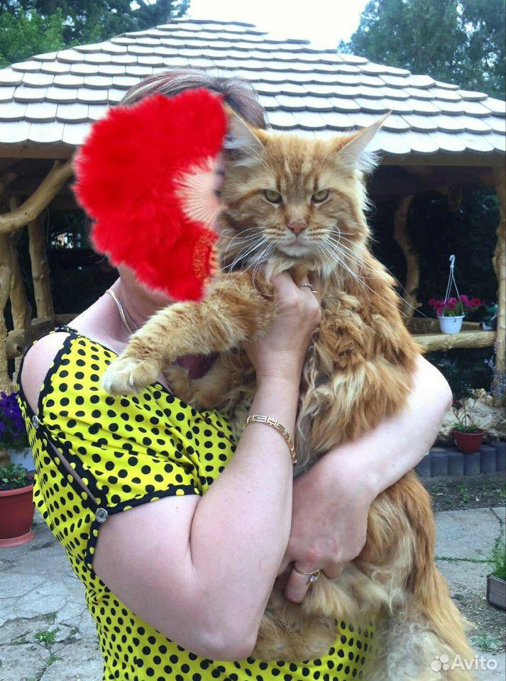 Предлагаются к бронированию котята породы Мейн-кун купить на Зозу.ру - фотография № 6