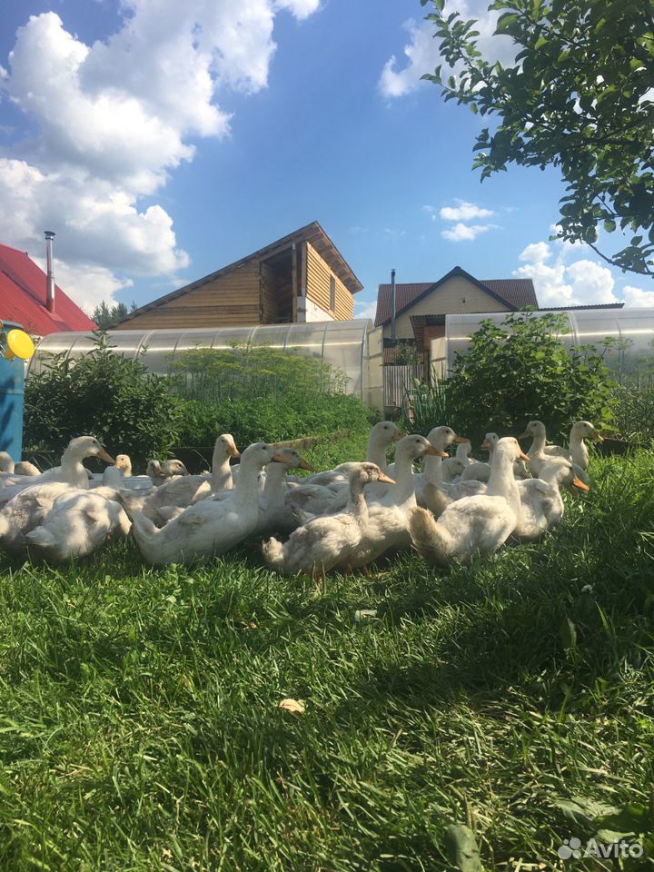 Мясо утки купить на Зозу.ру - фотография № 2