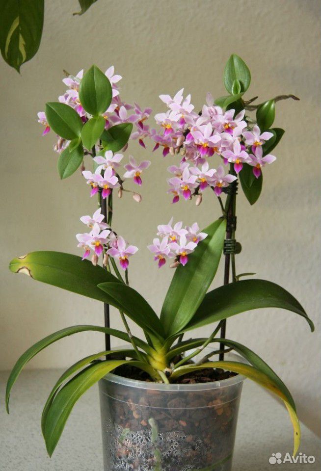 Орхидея phalaenopsis equestris купить на Зозу.ру - фотография № 3