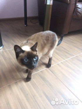 Сиамская кошка купить на Зозу.ру - фотография № 1