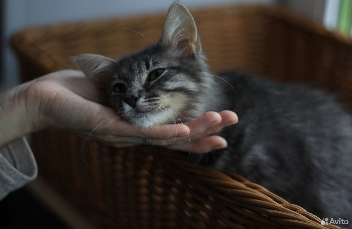 Котенок, дымчатый, пушистый, девочка, 3 месяца купить на Зозу.ру - фотография № 3